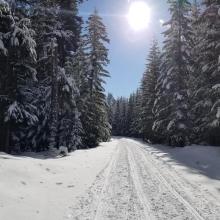 Road to Lookout