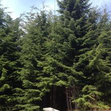 20M Inverted V Antenna, hung from 24 foot Carbon Fiber Fly Fishing Pole