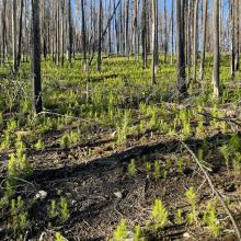 Thousands of lodgepole pine seedlings per acre!